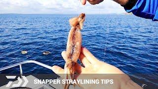 Daiwa: Bait Fishing Tips & Technique for snapper - Strayline Fishing