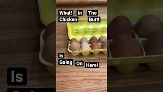 Big  Egg Found in The Chicken Pen with Random Randy