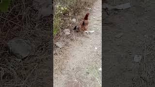 Mother chicken giving her young ones food.