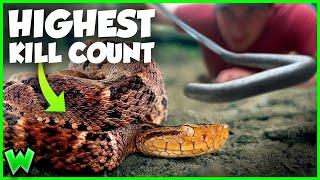 This is the DEADLIEST SNAKE in South America…