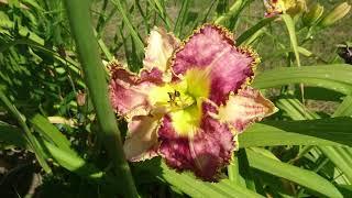 Hemerocallis taglilien daylilly