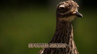 Spotted Dikkop