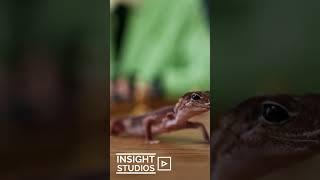  Did you know: When a lizard visits your house, it's a sign of..