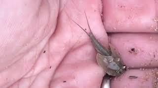 Collecting wild triops!
