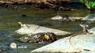 Disneynature - Der Basilisk