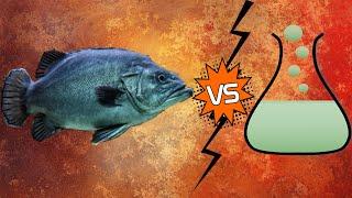 Fish Vs Hydrochloric Acid | How it reacts [Must Watch]