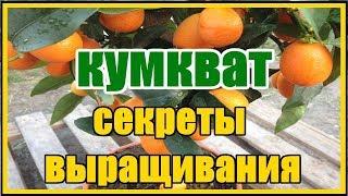 Цитрусовые на окне / Выращивание кумквата в домашних условиях