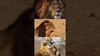 amazing information about lions #shorts  #kiranmalache