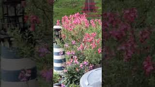 AWWW HUMMINGBIRD  #humingbird #hummingbirdlover #hummingbirdlove #birds #beautifulbirds #shorts