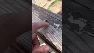 Can we revive a #fly with #CPR. ??? Viral