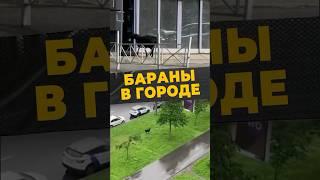 ЧЕРНЫЙ БАРАШЕК #мирадио #islamicshorts #курбанбайрам #россия #москва #россия #жертвоприношение