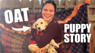 I was NOT prepared for oatmeal as a puppy (storytime)