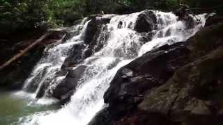 inside the rainforest shoot with sony a7s glidecam hd2000 gopro 4 black