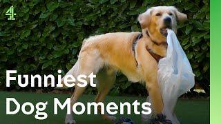 Funniest Dog Moments  | The Dog House 