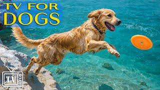 Videos for Dogs to Watch & Dog TV: Anti Anxiety Music For Dogs - Cure Separation Anxiety & Dog Video