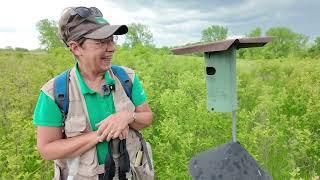 Bluebird Monitoring with DuPage Forest Preserve Volunteer Barbara Lapcewich