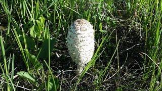 Навозник белый (Coprinus comatus) - деликатесный гриб!