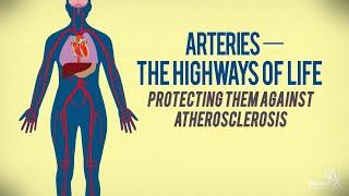 Arteries—The Highways of Life: Protecting Them Against Atherosclerosis