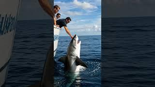 Fearless Encounter: Playing with a Shark in the Wild!  #SharkEncounter #PlayingWithSharks
