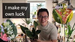 How to Get your Snake Plant to Flower (Sansevieria trifasciata)