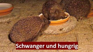 TRÄCHTIGE IGELIN FRITZI BETTELT UM FUTTER (IGELIN FRITZI UND IGEL VAGABUND) (26.08.2022)