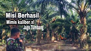 Berburu Ayam hutan Pagi hari dengan PCP kaliber 5,5 mm Auto jungkel