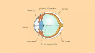 Строение глаза