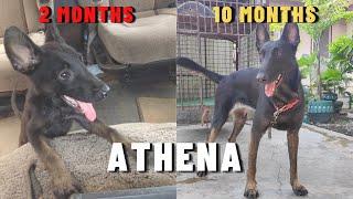 Vlog 127: TRANSFORMATION OF ATHENA | Belgian Malinois