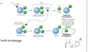 Radiation Biology