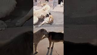 From Enemies to Brothers: Rocky the Bully & King Charles the Alpha