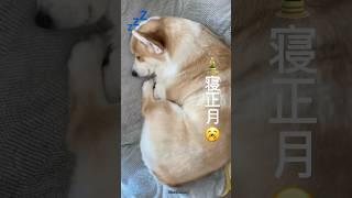 寝正月　#コーギー #コーギーのいる暮らし #癒し #寝正月#corgi#corgilife #いぬすたぐらむ #コーギーむぎ