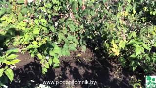  Малина ремонтантная сорт Рубиновое ожерелье. 