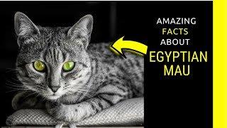 Egyptian mau facts Fascinating facts about Egyptian mau cats