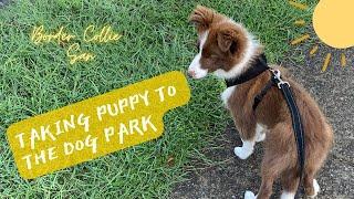 Border Collie Puppy San - ボーダーコリーSAN - First Visit To The Dog Park - Dog vlog cats 犬と猫