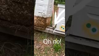 Hive bottom collapse!  Issue during inspection of the honeybee hives! #bees #chores #maintenance