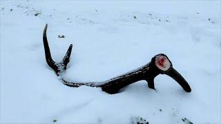 Zrzuty jelenia, ladna tyka w sniegu / Nice red stag antler in the snow