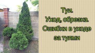 Туи.  Уход, обрезка.  Ошибки в уходе за туями