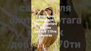 Супер голос самки для охоты /охотага мастек добушу 170 /не забудь подписатся