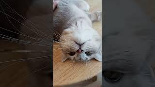 Cute Cat plays with Elle