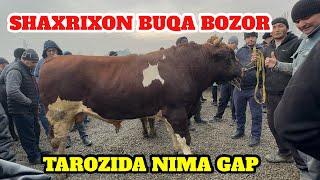 ANDIJON SHAXRIXON MOL BOZORI BUQA NARXLARI 19.11.2024. BOZOR ZOʻR BOʻLDI