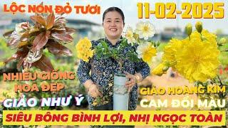 CHỊ THANH TRÀ Giao Lưu Mai Vàng Giá Rẻ, Siêu Bông Bình Lợi, Giảo Như Ý, Hoàng Kim • THÀNH TRỌNG LÊ