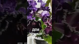 ДЕМ Чёрный Лебедь