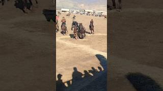 #buzkashi #uloq #kopkari #video #shorts