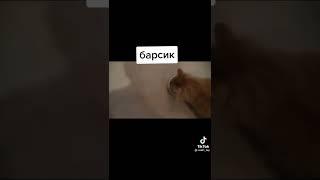 эй барсик!