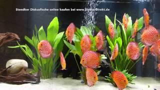 25 Stendker Pigeon Blood Rot Diskusfische im 1200 Liter Aquarium