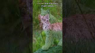 Lynx Ear Tufts act like ANTENNAS!#animals #animalfacts #shorts