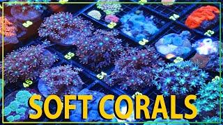 ALL NEW SOFT CORALS !