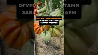 Всего 1 стакан подкормки.Огурцы с томатами завалят урожаем#дача#сад