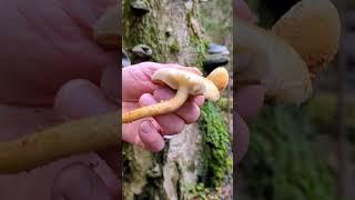 Сравнение грибов-чешуйчаток #mushroom