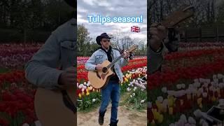 Tulips Season  #tulip #subscribe #uk #trending #viral #sub #viralvideo #england